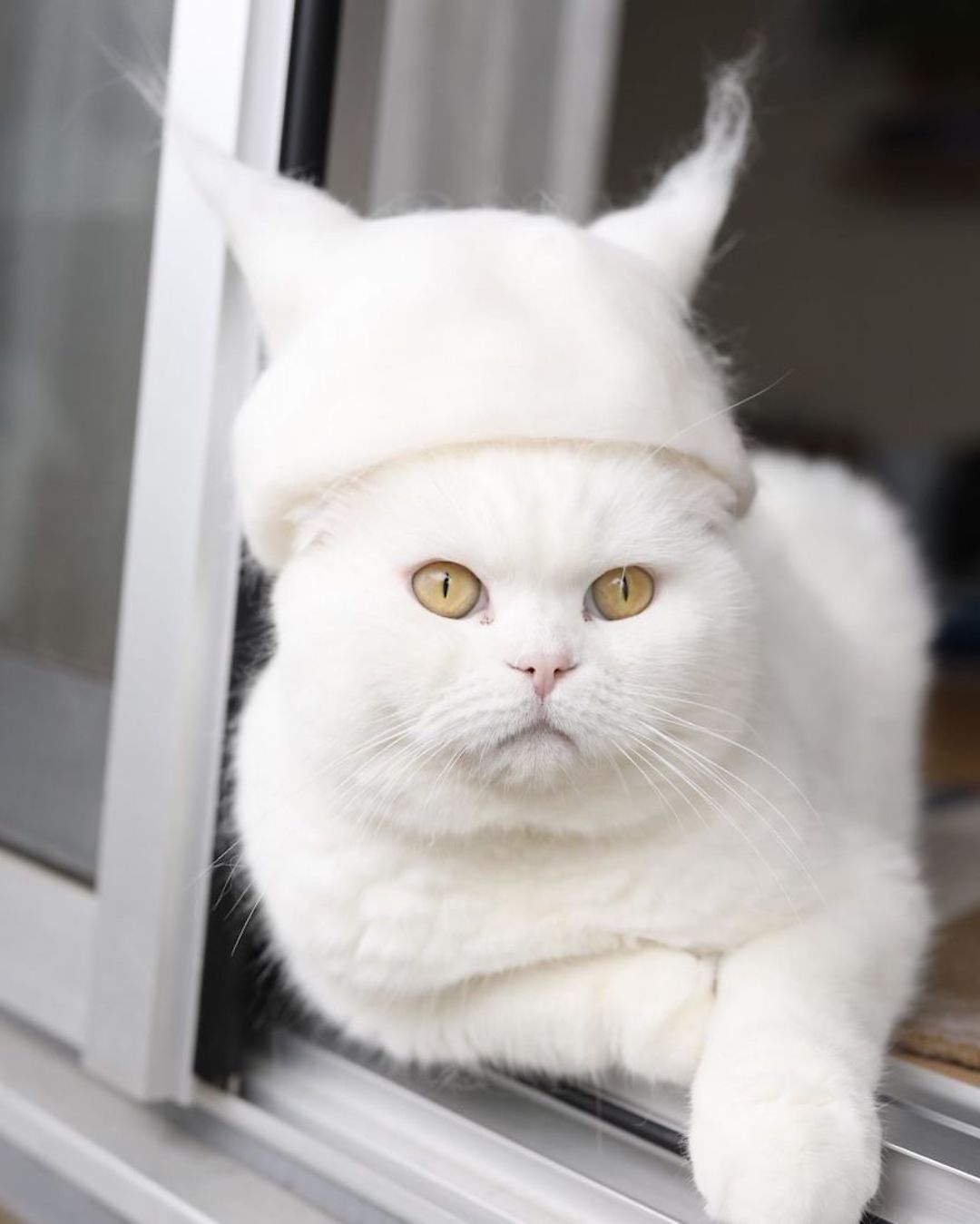 ryo-yamazaki-cat-hair-hat-11.jpg