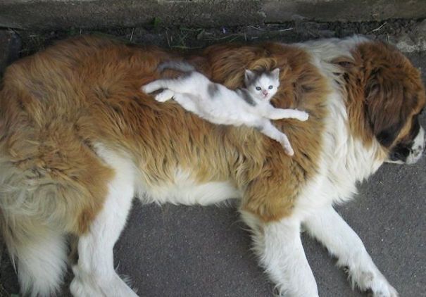 cats_sleeping_on_dogs_3.jpg
