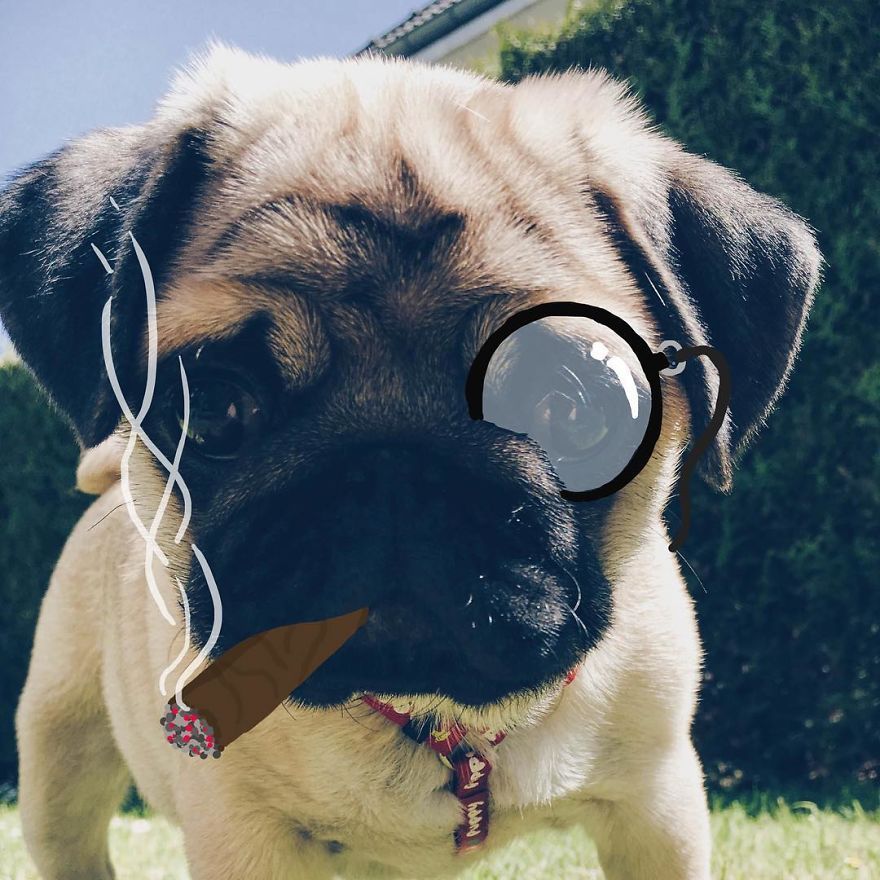My-GF-I-love-to-doodle-on-our-Pugs-face-18-pics-5760fad85cbf9__880.jpg