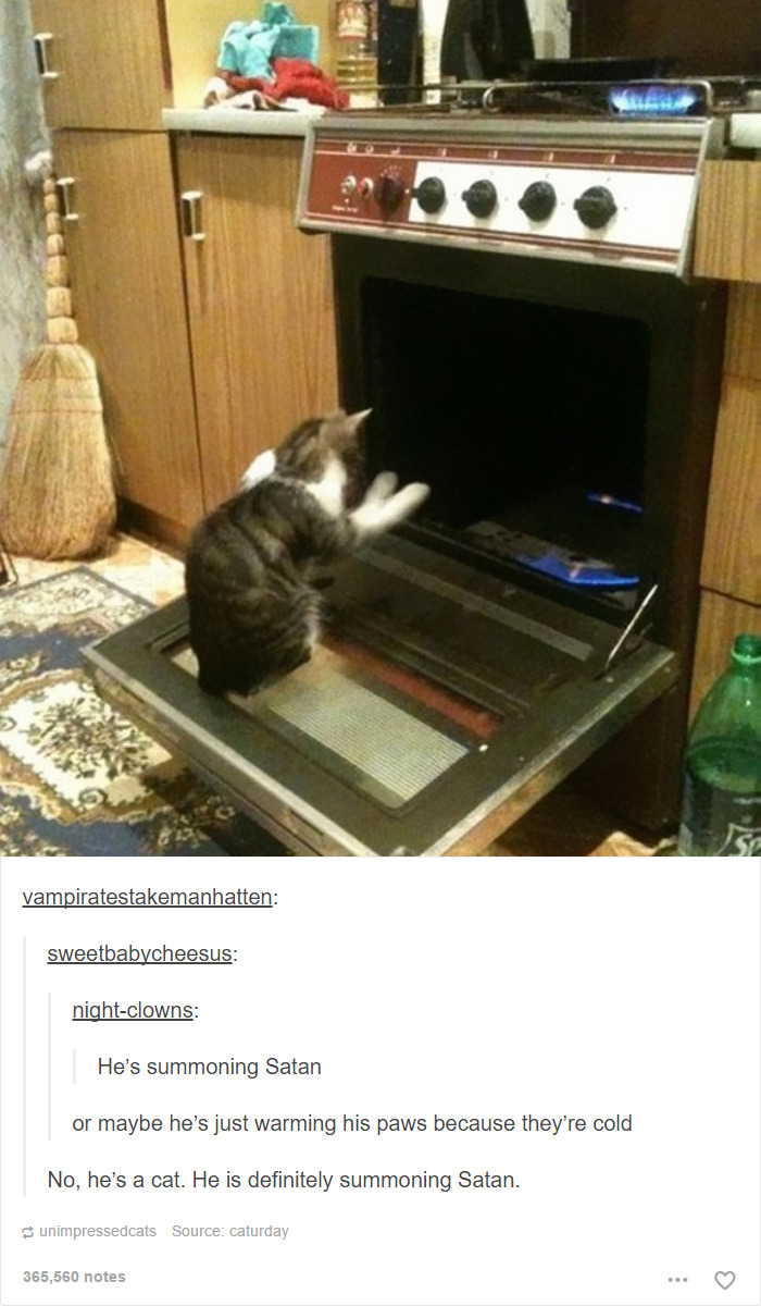 funny-tumblr-cats-58-5811f437dca49__700.jpg