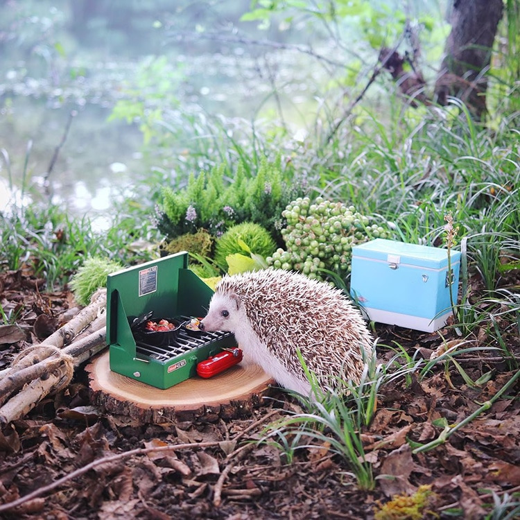 azuki-camping-hedgehog-4.jpg