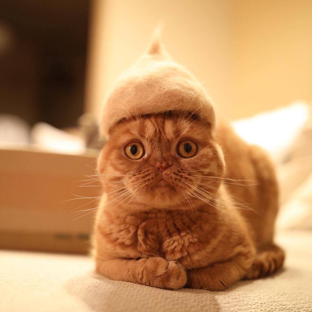 ryo-yamazaki-cat-hair-hat-7.jpg