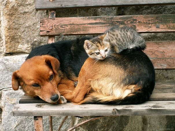 cats_sleeping_on_dogs_20.jpg