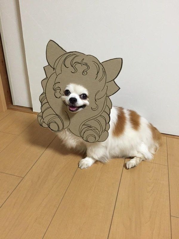 Chihuahuamametaro15.jpg