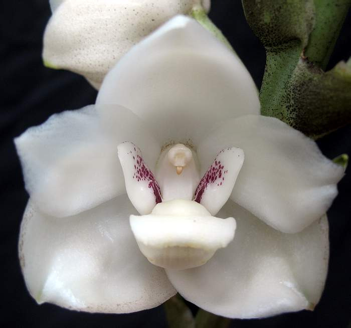 flowersdoveorchid2.jpg