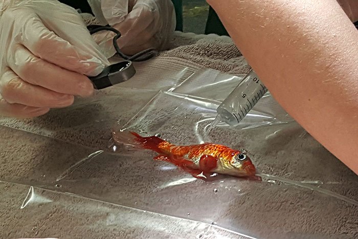 20-year-old-goldfish-tumour-surgery-8.jpg