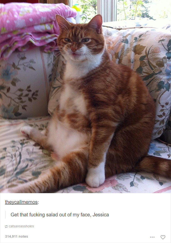funny-tumblr-cats-16-5811ce782f242__700.jpg