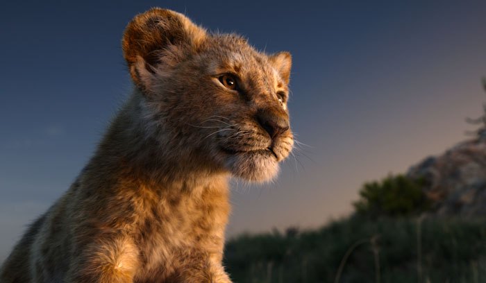 lion-king-live-action-baby-simba-bahati-dallas-zoo-13.jpg