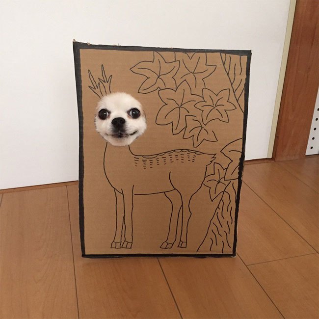 Chihuahuamametaro9.jpg