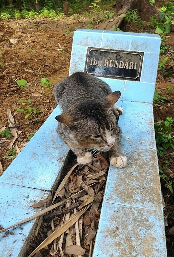 grieving-cat-spends-year-owner-grave-1a.jpg