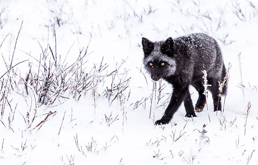 winter-fox-photography-85-5853ffe7c6ea7__880.jpg
