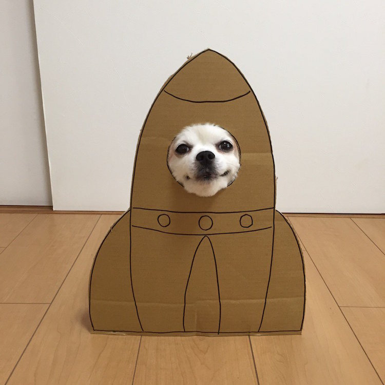 chihuahuamametaro51.jpg