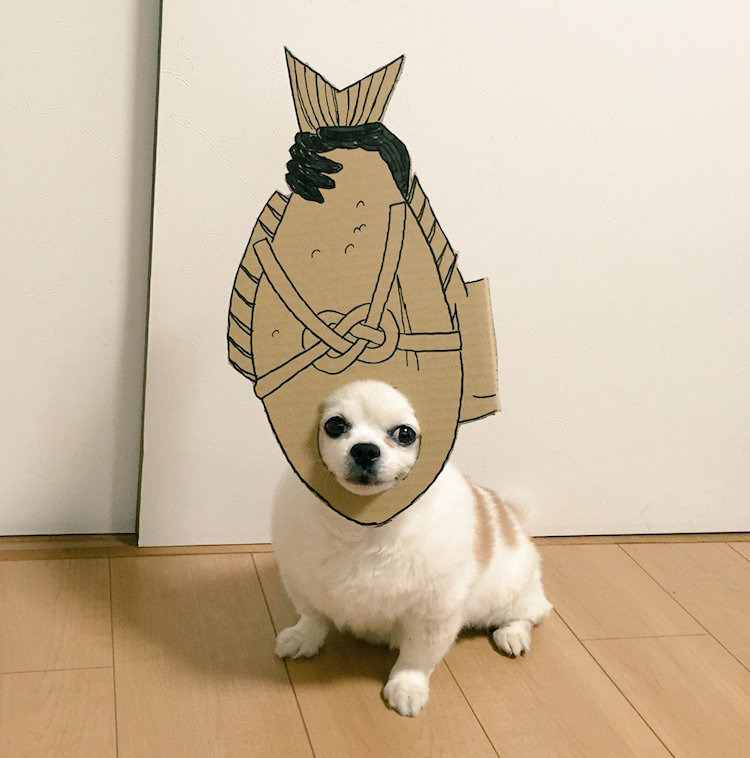 chihuahuamametaro41.jpg