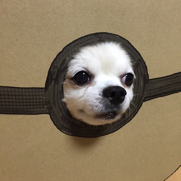 chihuahuamametaro2.jpg