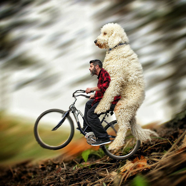 dog-giant-roams-streets-photoshop-juji-christopher-cline-7.jpg