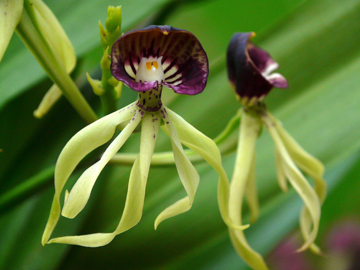 flowersgreensquidorchid.jpg