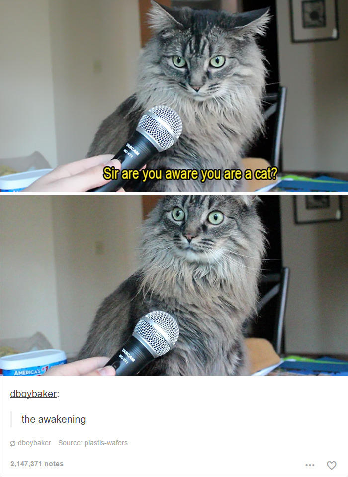 funny-tumblr-cats-25-5811ce8f913ad__700.jpg