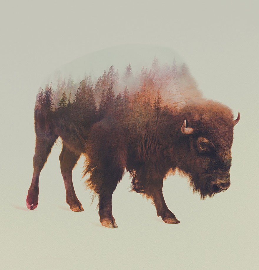 double-exposure-animal-photos-1.jpg