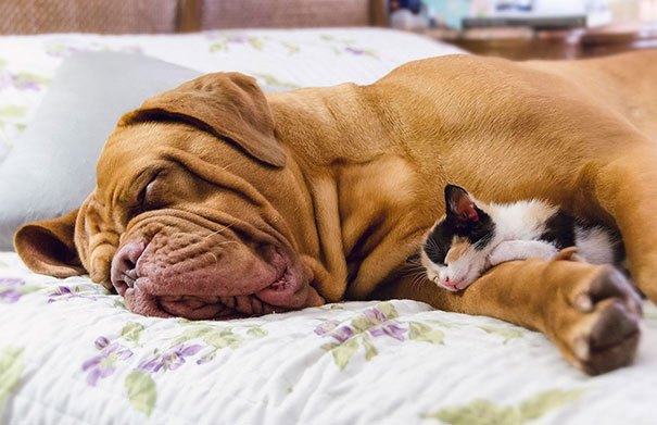 cats_sleeping_on_dogs_6.jpg