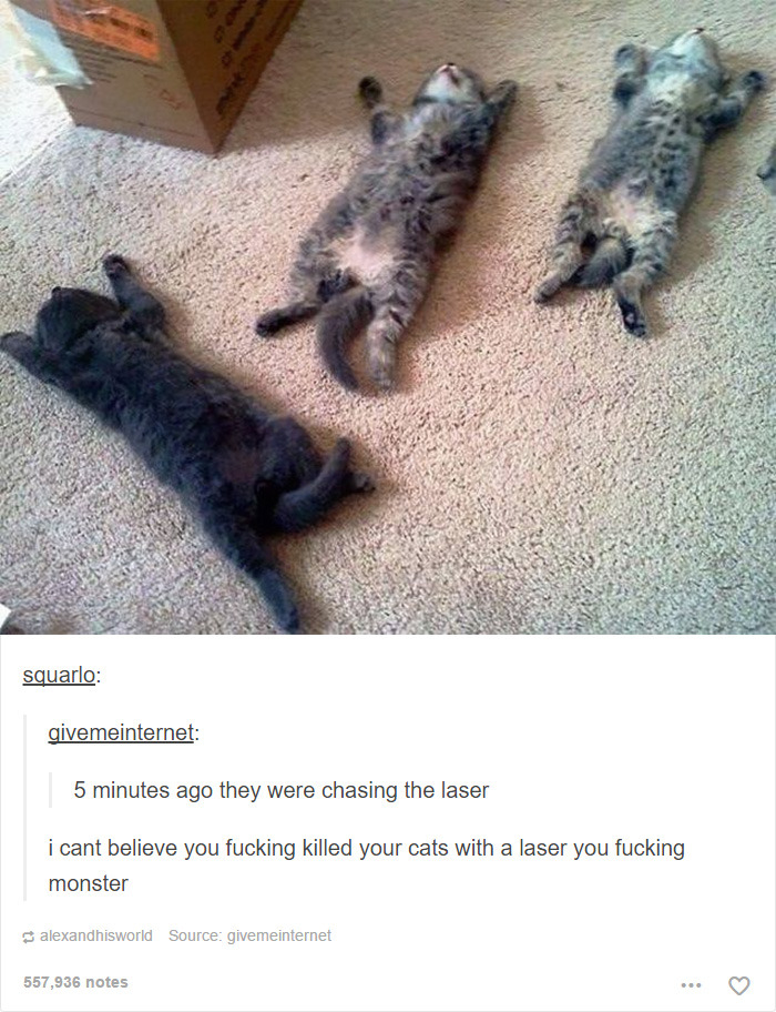 funny-tumblr-cats-61-5811f4834eeb3__700.jpg