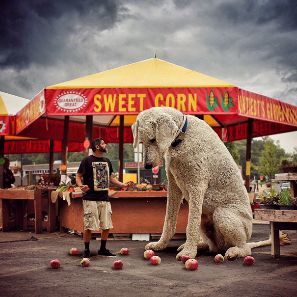 dog-giant-roams-streets-photoshop-juji-christopher-cline-231.jpg