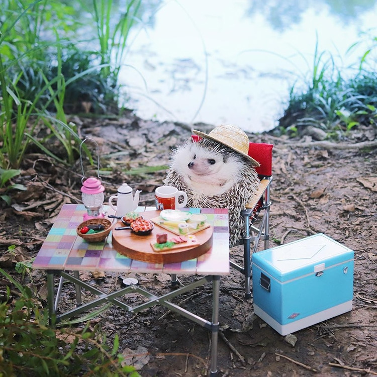 azuki-camping-hedgehog-3.jpg