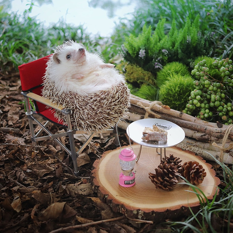azuki-camping-hedgehog-7.jpg