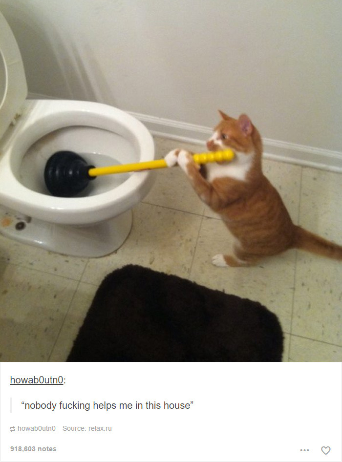 funny-tumblr-cats-2-5811ce5150f31__700.jpg