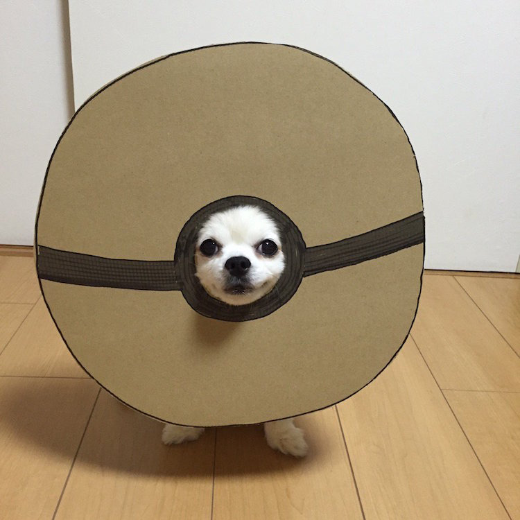 chihuahuamametaro1.jpg