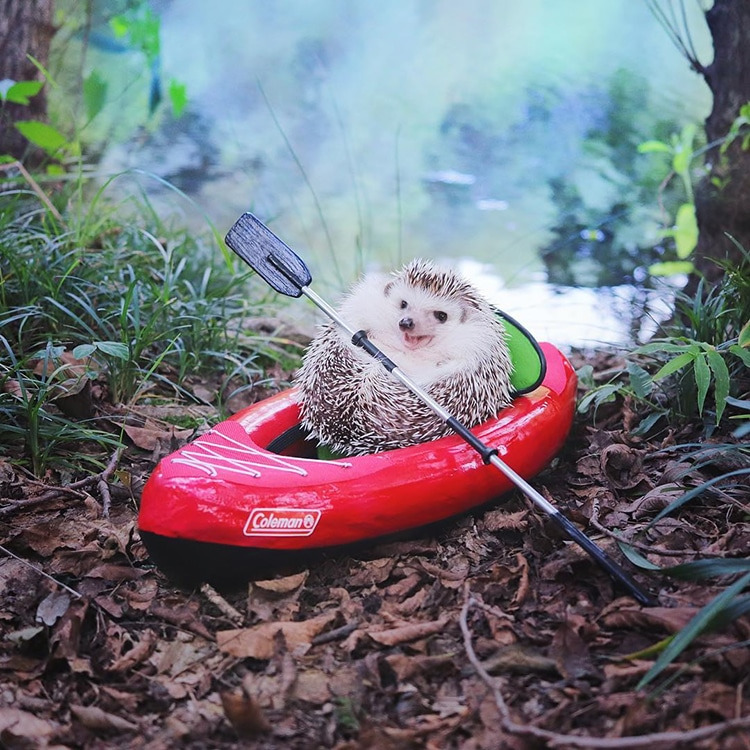 azuki-camping-hedgehog-2.jpg