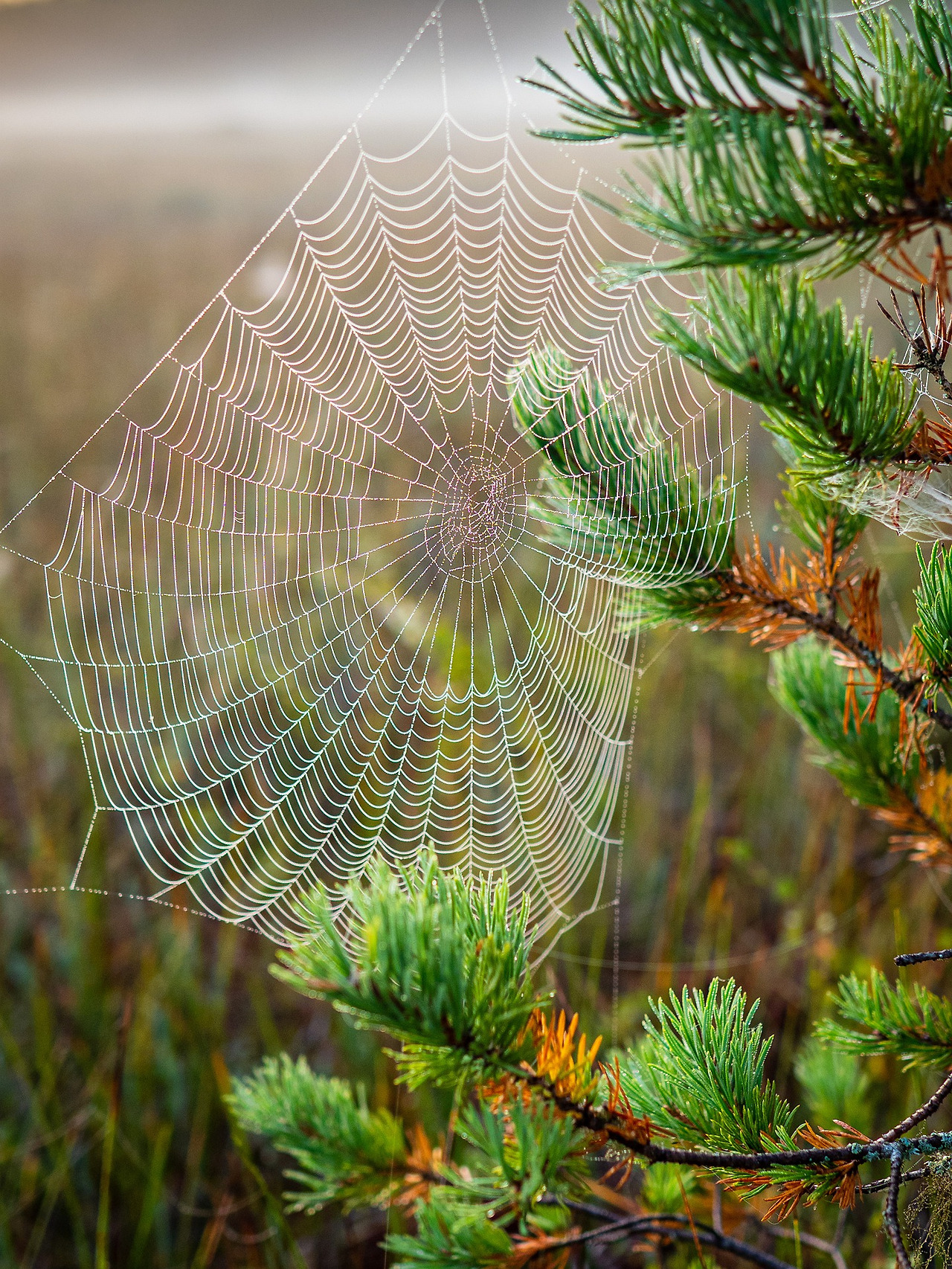 cobweb-4445324_1920.jpg