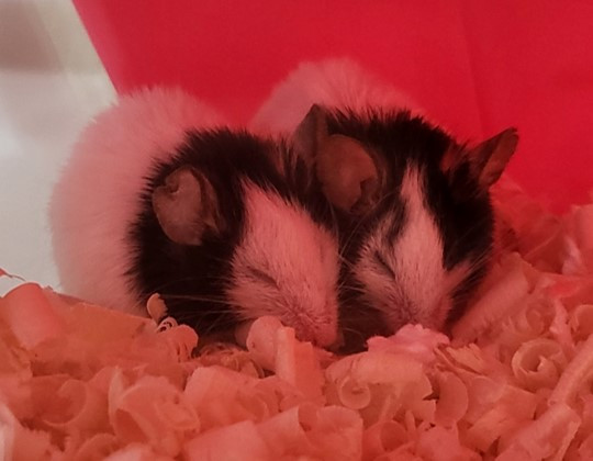 팬더마우스 2.jpg