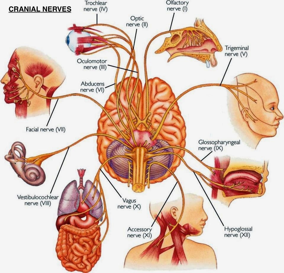 cranial nerves organs new.jpg