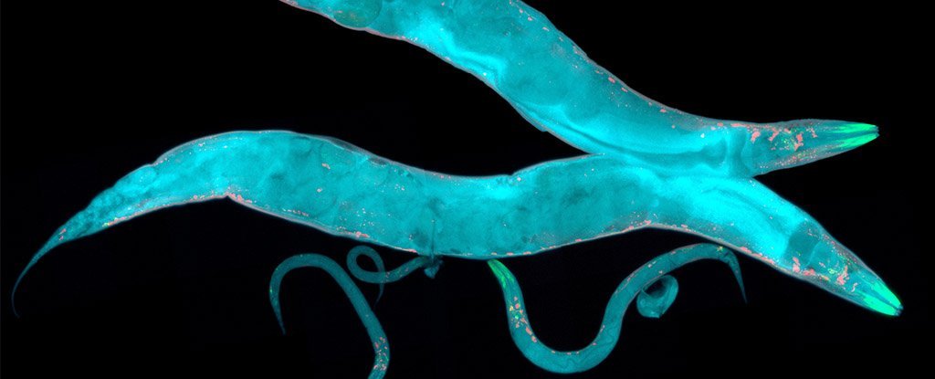 c-elegans-nematodes-glowing-shutterstock_1024.jpg