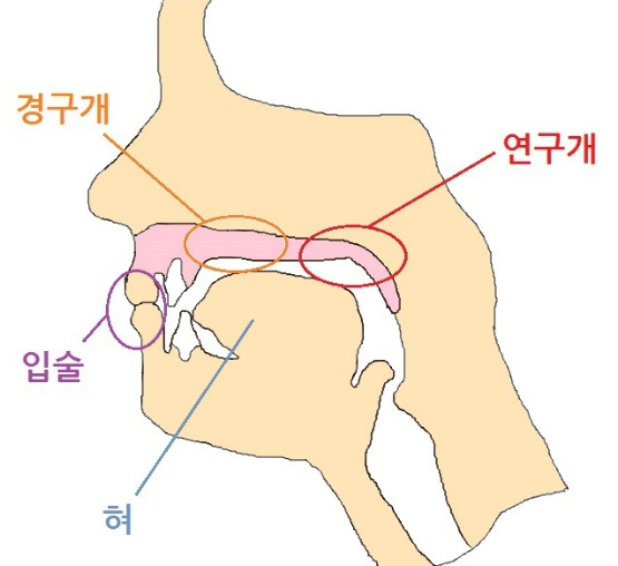 연구개.jpg