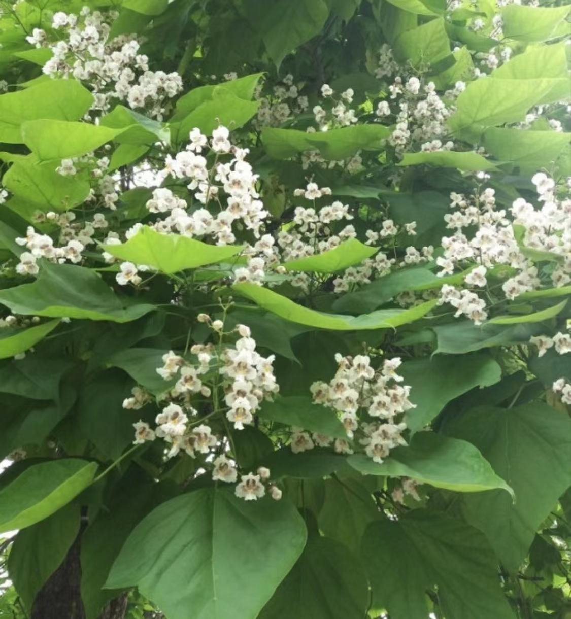 WeChat Image_20230210172227.jpg