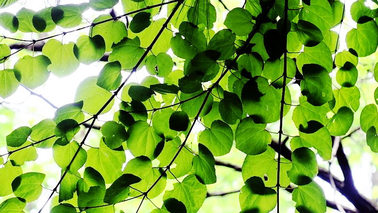 계수나무 표지.jpg