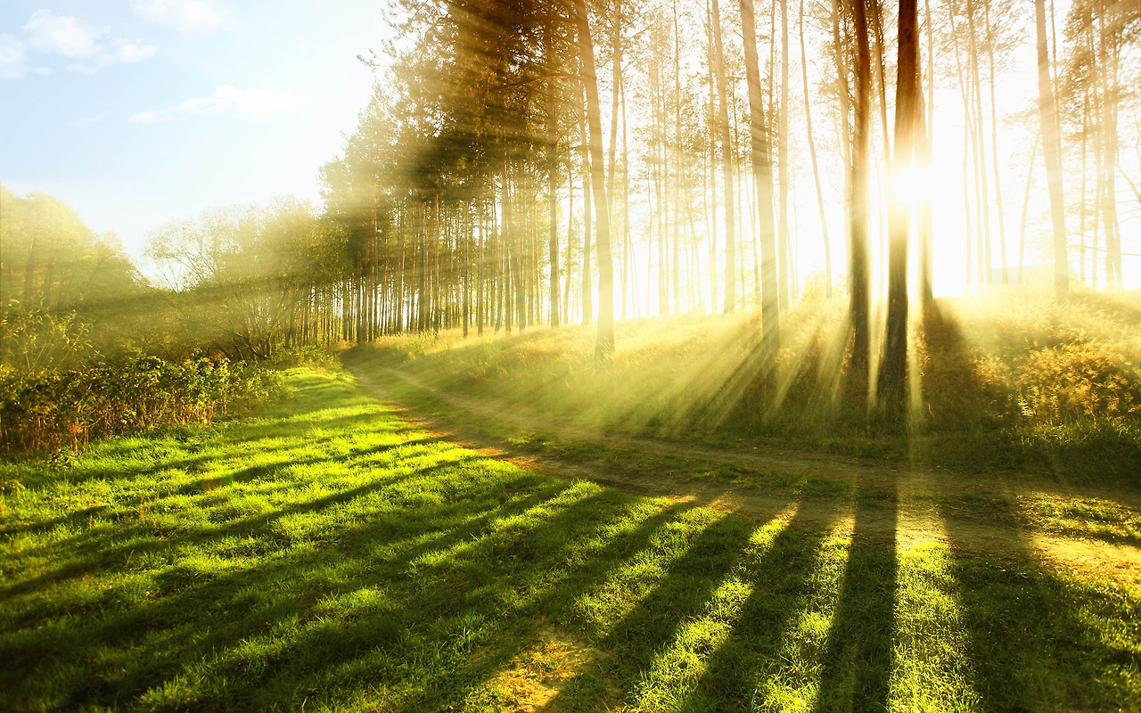 In-the-summer-forest-sunlight-bright-rays_2560x1600.jpg