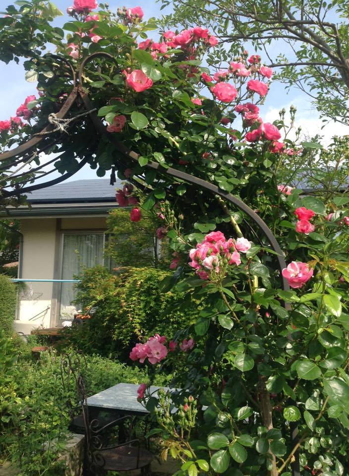 5-6. 강화대 할머니의 정원..jpg