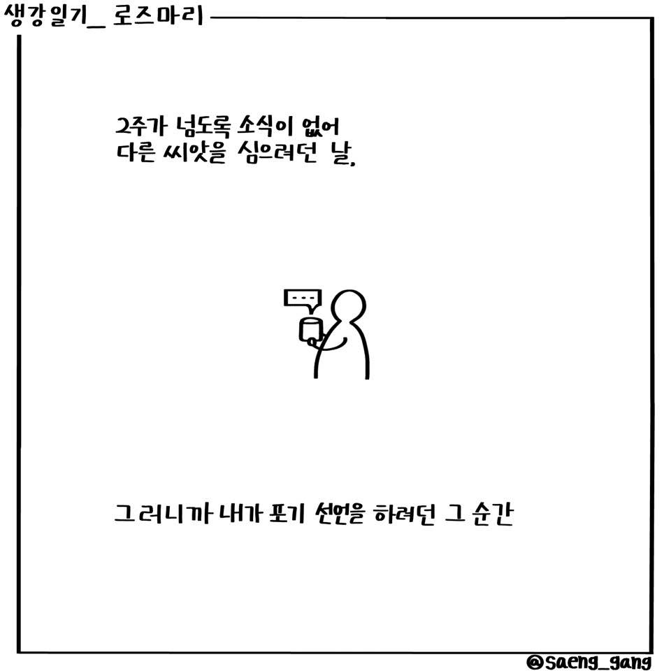 로즈마리2.jpg