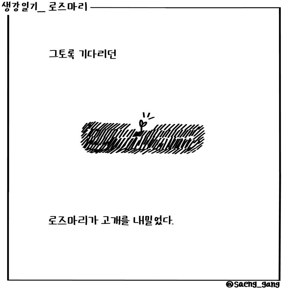 로즈마리1.jpg