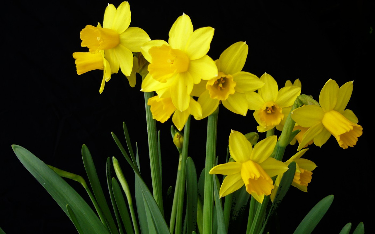 14f83ef2513-Narcissus-Tete-A-Tete-black-back-land-.1400.jpg