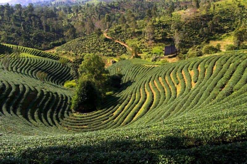 pim noah_커피농장.jpg