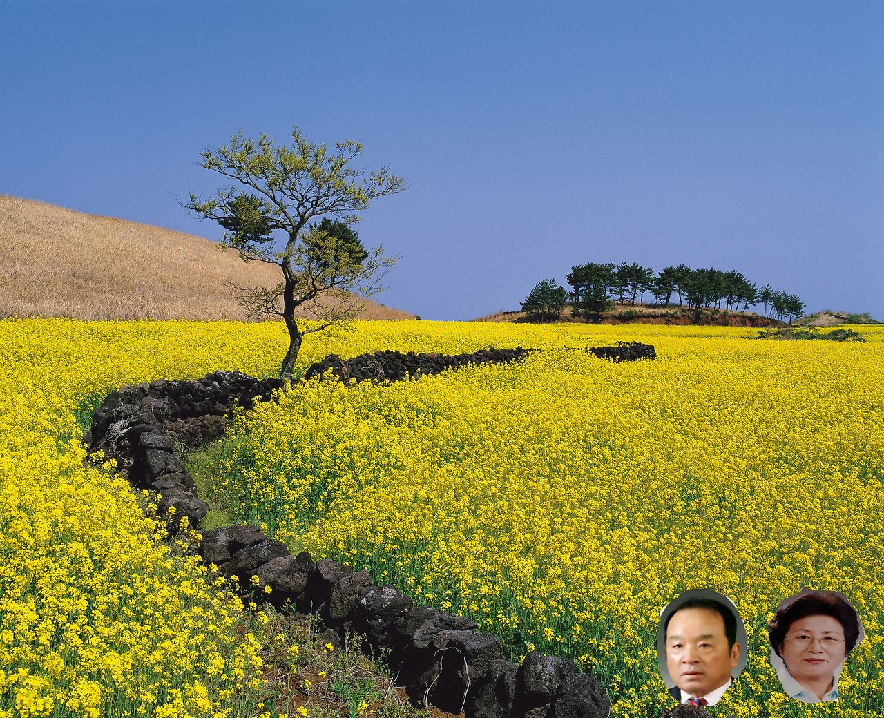 006유채꽃 - 12.jpg