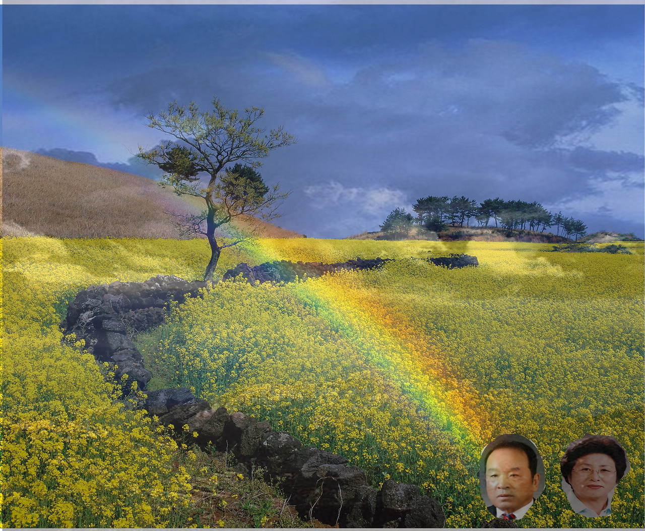 006유채꽃 (수정).jpg