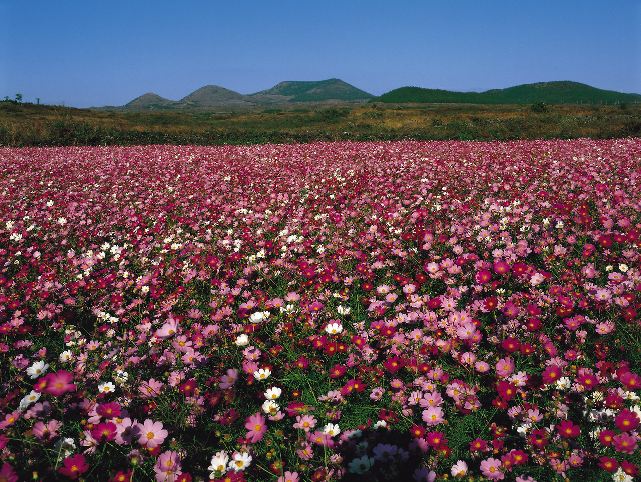 053코스모스.jpg
