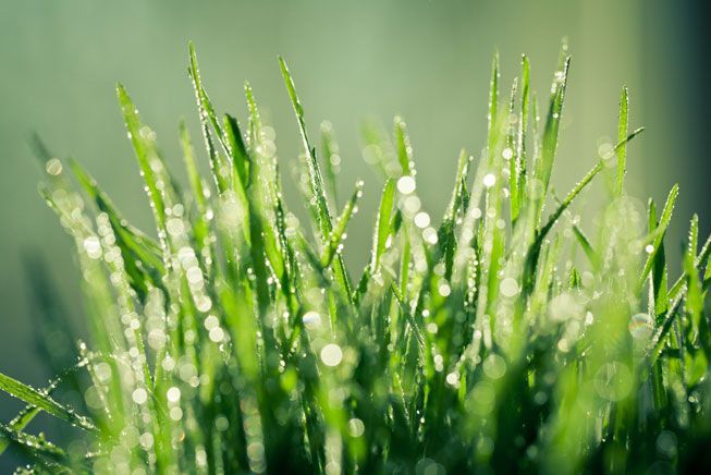 Grass-Covered-Drops-Water-Rain.jpg.653x0_q80_crop-smart.jpg