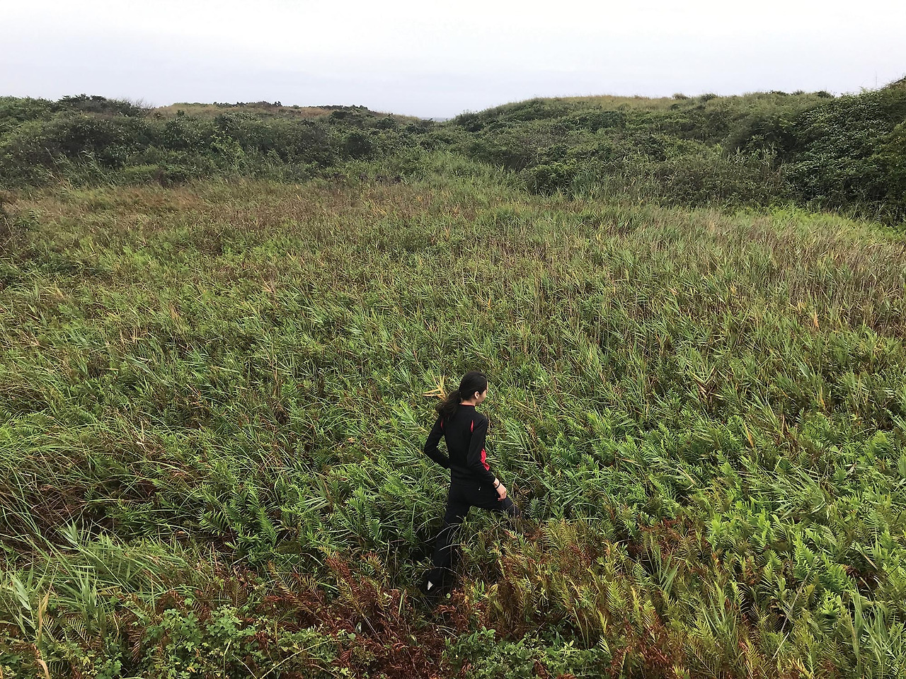 검은별고사리1 제주도 서귀포시.jpg