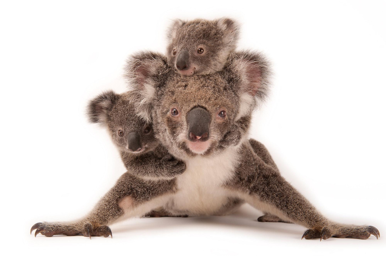 내셔널지오그래픽특별전_ⓒ Photo by Joel SartoreNational Geographic Photo Ark_12.jpg