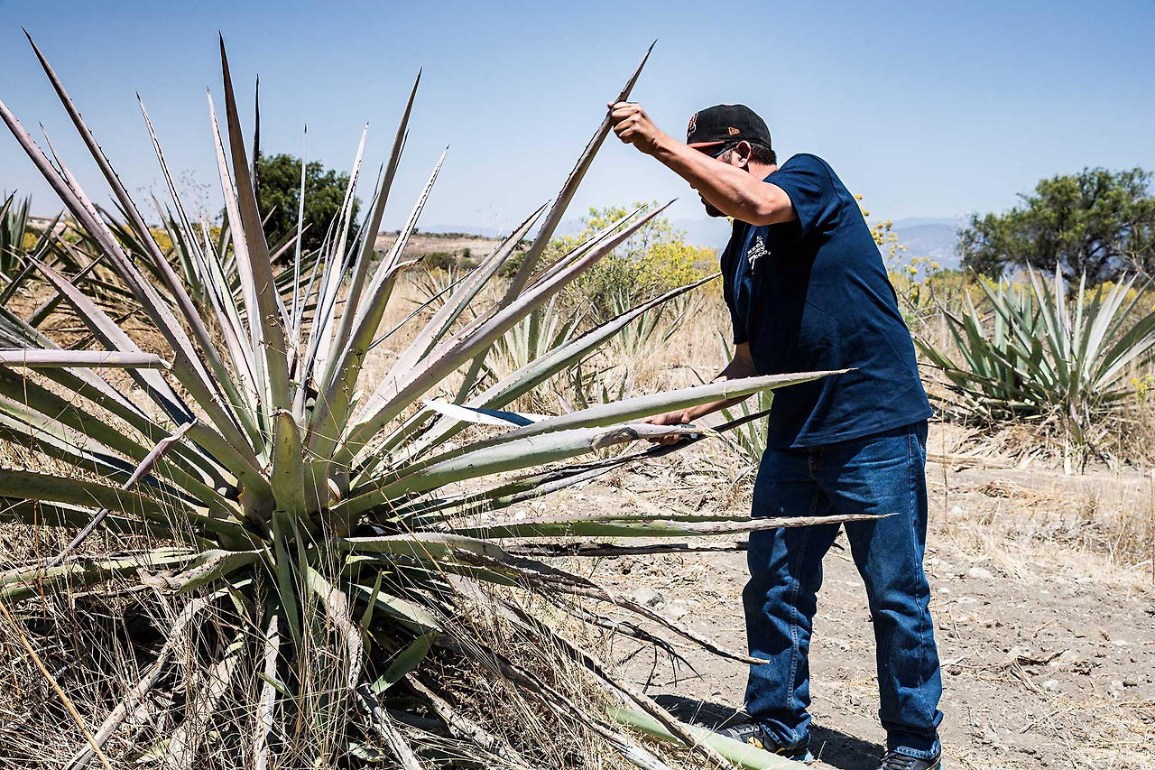 el rey zapotecoPalenque El Cortijo (102).jpg
